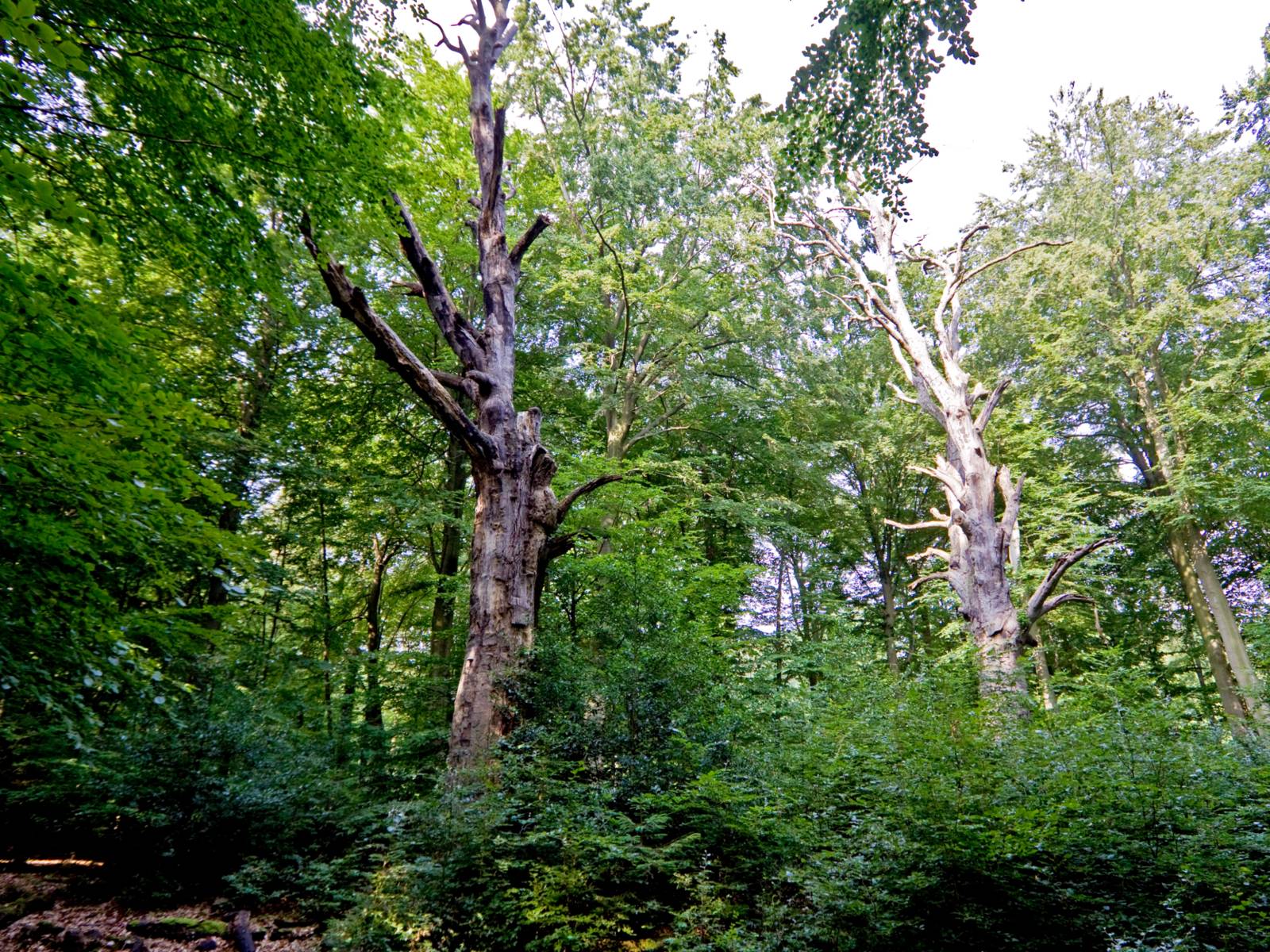 Wald, der Blick konzentriert sich auf zwei alte, knorrige Bäume mit wenig Laub, vielleicht sind sie bereits abgestorben.